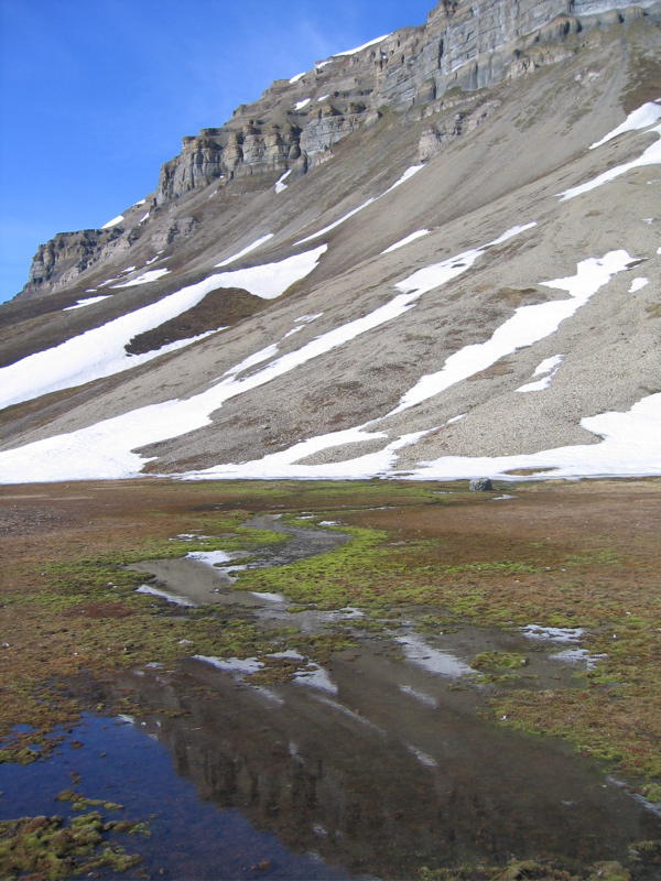 Felsen mit leichter arktischer Vegetation in Skansbukta, Billefjorden